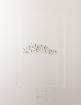 Banks Florilegium, Part 24, Plate 496