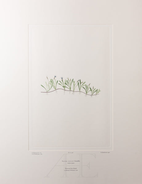 Banks Florilegium, Part 24, Plate 496