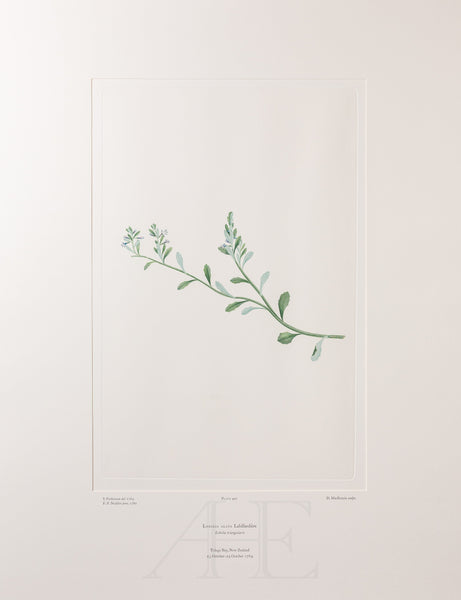 Banks Florilegium, Part 24, Plate 497