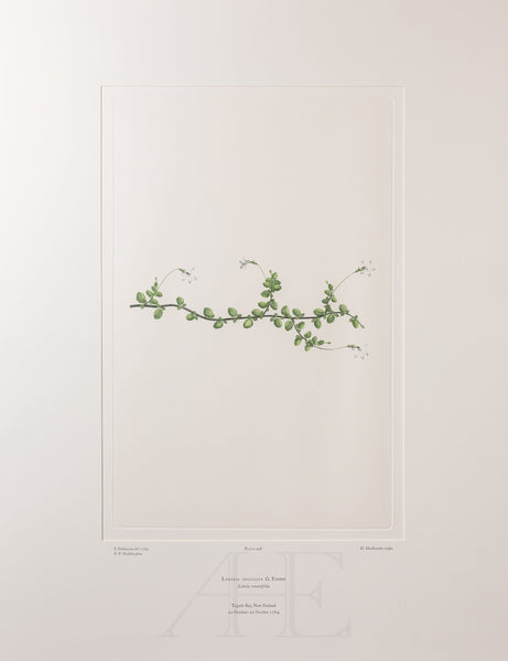 Banks Florilegium, Part 24, Plate 498