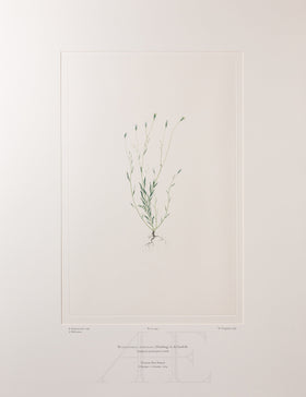 Banks Florilegium, Part 24, Plate 499