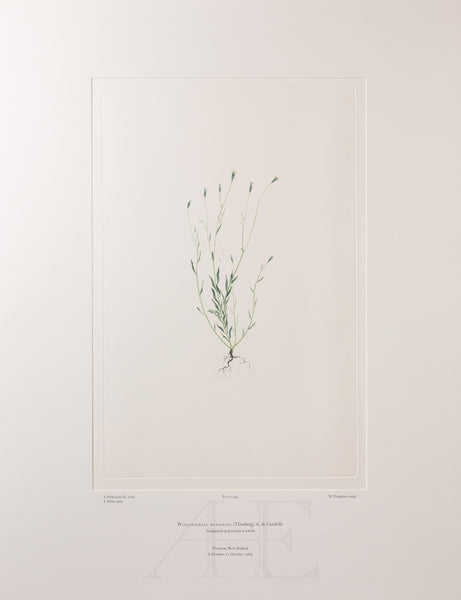 Banks Florilegium, Part 24, Plate 499