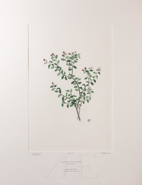 Banks Florilegium, Part 24, Plate 500