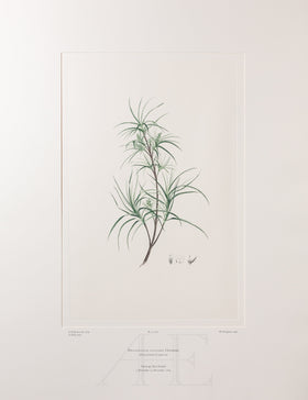 Banks Florilegium, Part 24, Plate 501