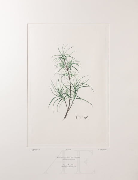 Banks Florilegium, Part 24, Plate 501