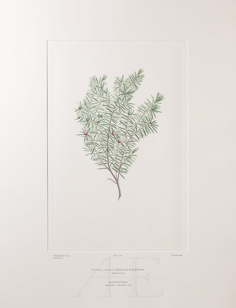 Banks Florilegium, Part 24, Plate 502