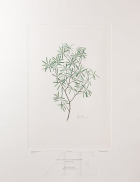 Banks Florilegium, Part 24, Plate 503