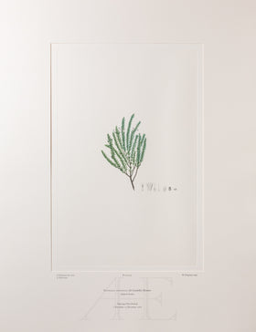 Banks Florilegium, Part 24, Plate 504