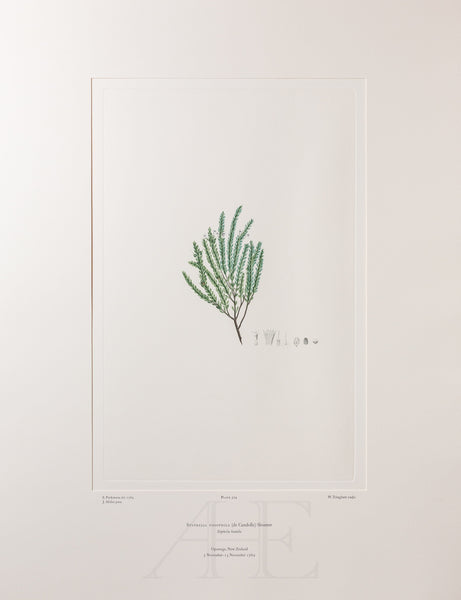 Banks Florilegium, Part 24, Plate 504