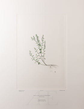 Banks Florilegium, Part 24, Plate 505