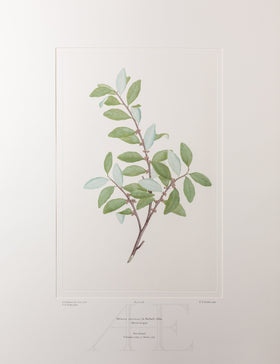 Banks Florilegium, Part 24, Plate 506