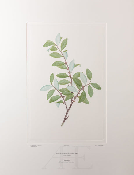 Banks Florilegium, Part 24, Plate 506