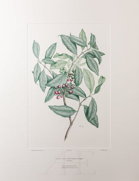 Banks Florilegium, Part 24, Plate 507