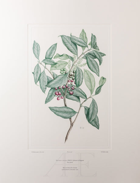 Banks Florilegium, Part 24, Plate 507