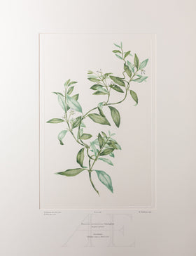 Banks Florilegium, Part 24, Plate 508