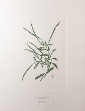 Banks Florilegium, Part 24, Plate 509