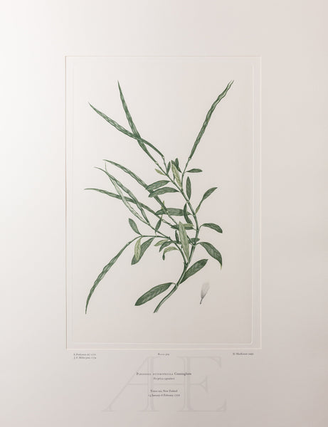 Banks Florilegium, Part 24, Plate 509