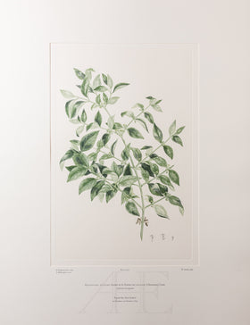 Banks Florilegium, Part 24, Plate 510