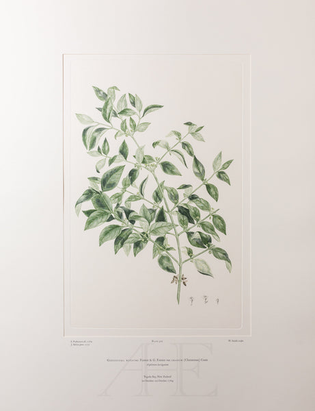 Banks Florilegium, Part 24, Plate 510