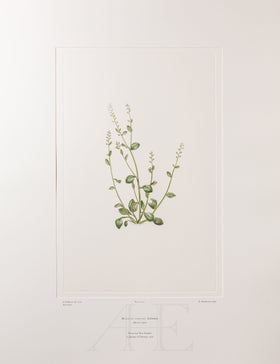 Banks Florilegium, Part 24, Plate 511