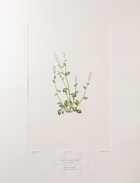 Banks Florilegium, Part 24, Plate 511