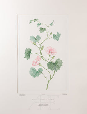 Banks Florilegium, Part 24, Plate 512