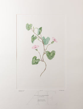 Banks Florilegium, Part 24, Plate 513