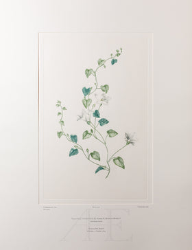 Banks Florilegium, Part 24, Plate 514