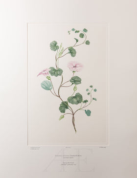 Banks Florilegium, Part 24, Plate 515