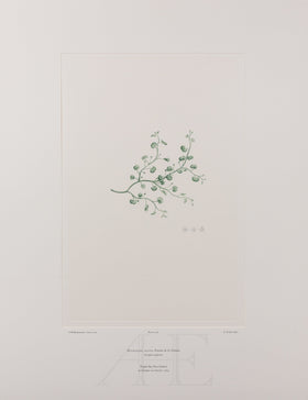 Banks Florilegium, Part 25, Plate 516