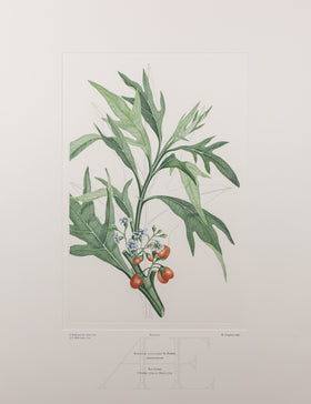 Banks Florilegium, Part 25, Plate 517