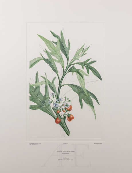 Banks Florilegium, Part 25, Plate 517