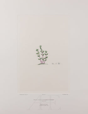 Banks Florilegium, Part 25, Plate 518