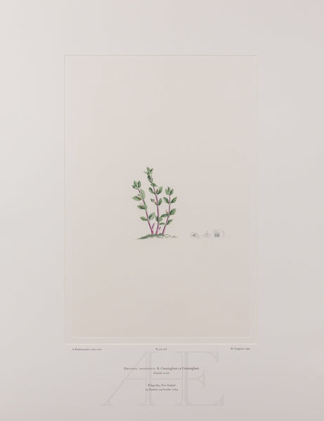 Banks Florilegium, Part 25, Plate 518