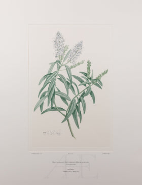 Banks Florilegium, Part 25, Plate 519