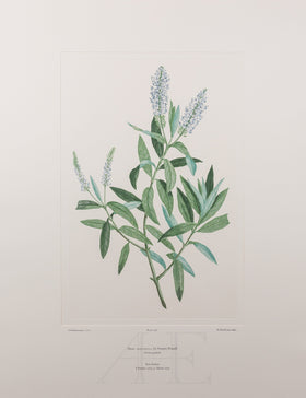 Banks Florilegium, Part 25, Plate 520