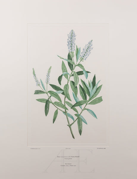 Banks Florilegium, Part 25, Plate 520