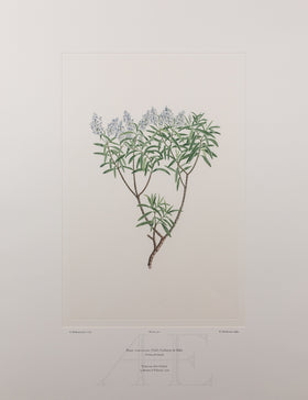 Banks Florilegium, Part 25, Plate 521