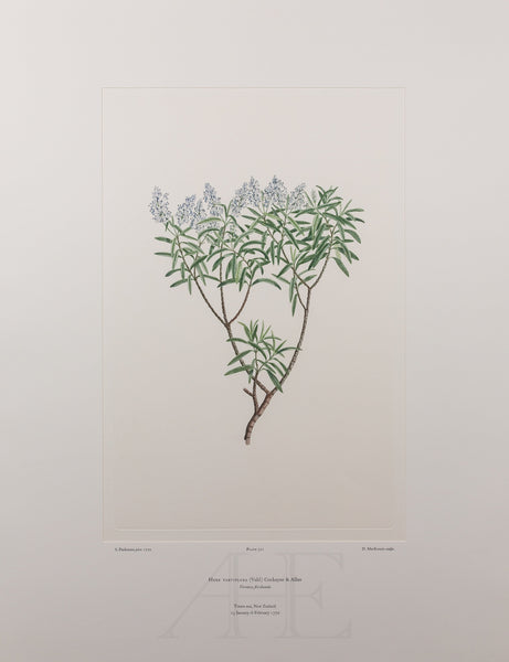 Banks Florilegium, Part 25, Plate 521
