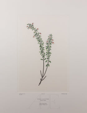 Banks Florilegium, Part 25, Plate 522