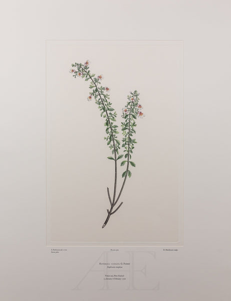 Banks Florilegium, Part 25, Plate 522