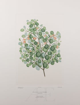 Banks Florilegium, Part 25, Plate 523