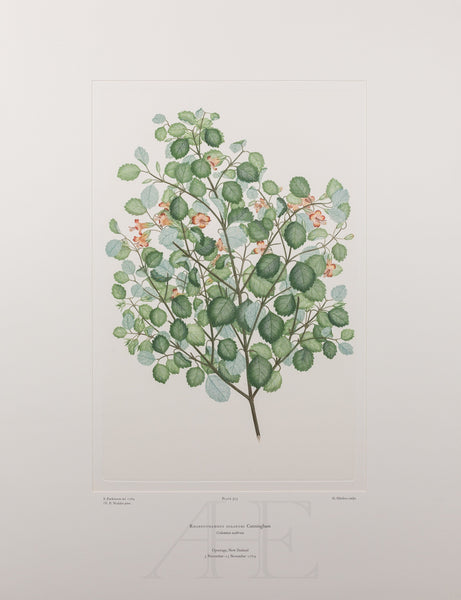 Banks Florilegium, Part 25, Plate 523