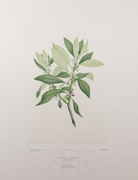 Banks Florilegium, Part 25, Plate 524