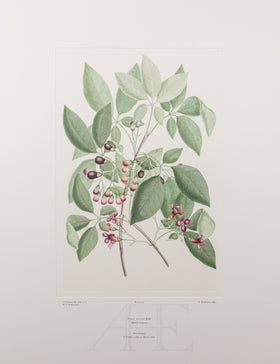 Banks Florilegium, Part 25, Plate 525