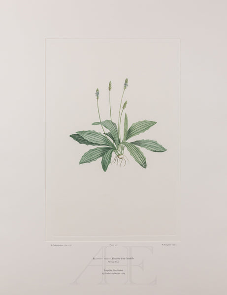 Banks Florilegium, Part 25, Plate 526