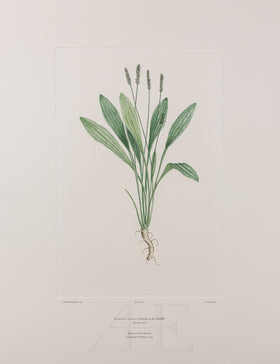Banks Florilegium, Part 25, Plate 527