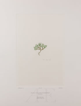 Banks Florilegium, Part 25, Plate 528