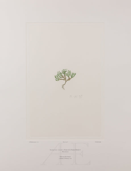 Banks Florilegium, Part 25, Plate 528