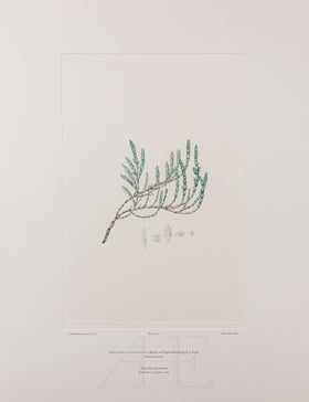 Banks Florilegium, Part 25, Plate 529